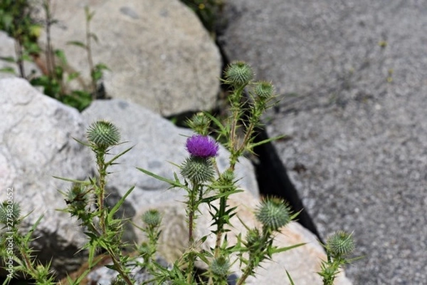 Obraz Thistle blossom on the roadside
