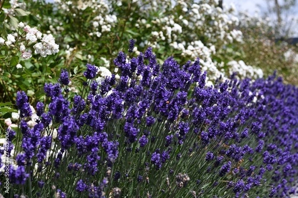 Obraz Lavender flowers