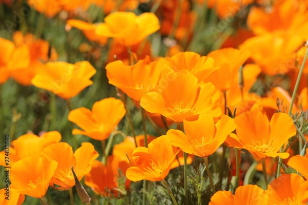 Obraz ハナビシソウ