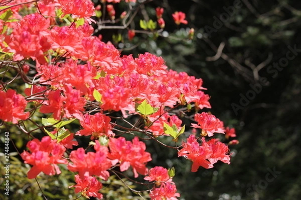 Obraz オンツツジ