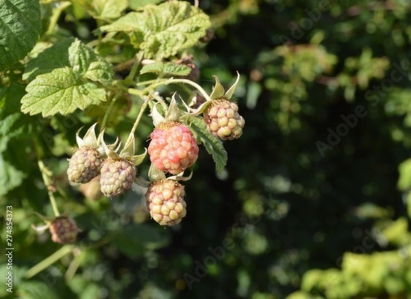 Fototapeta berries on a tree