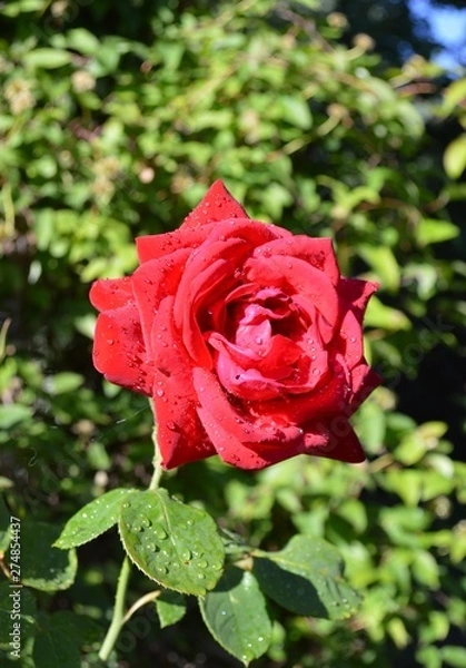 Fototapeta red rose in garden