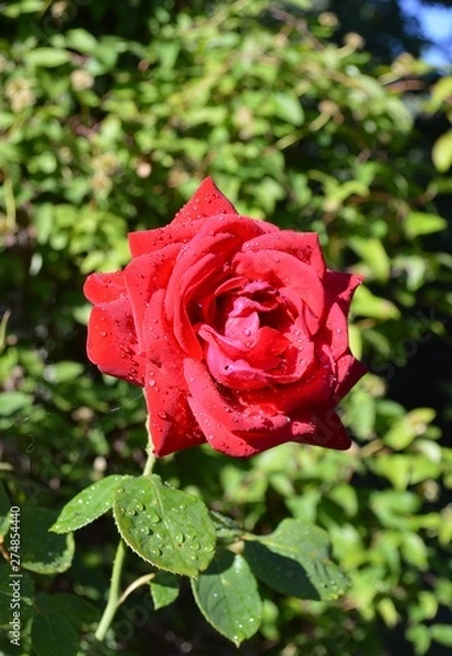 Obraz red rose in garden