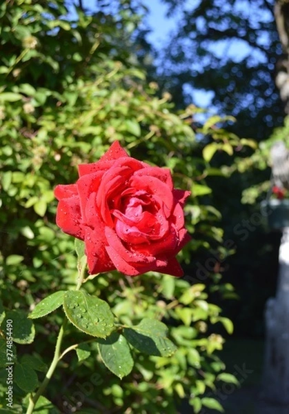 Obraz red rose in the garden