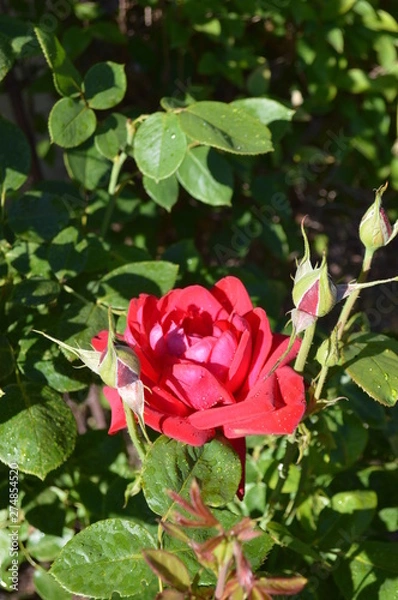 Fototapeta red rose in the garden