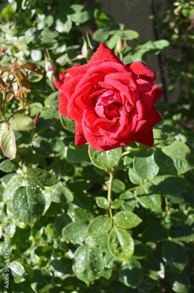 Obraz red rose in garden