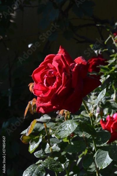 Obraz red roses on a black background