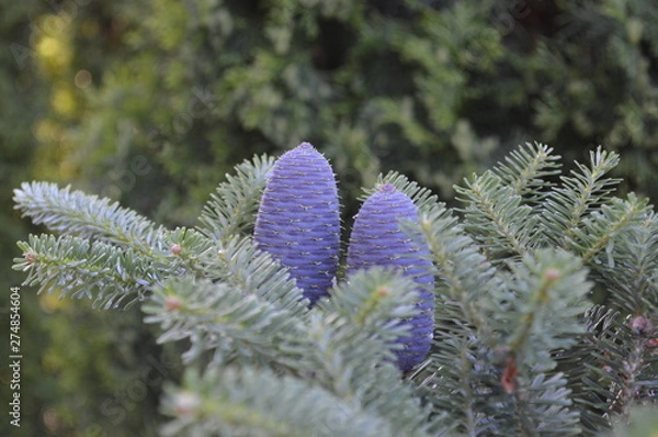 Fototapeta branch of a tree