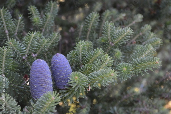 Fototapeta branch of a tree
