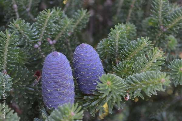 Fototapeta pine cones on a tree