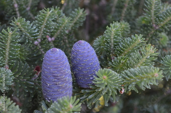 Fototapeta cones on a tree