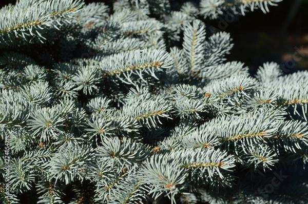 Fototapeta christmas tree