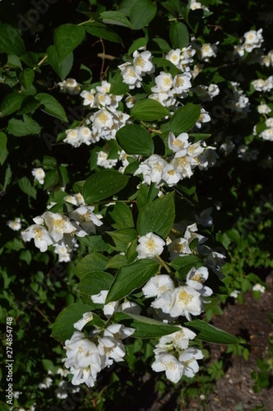 Fototapeta blooming tree in spring
