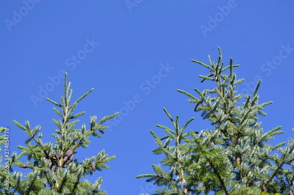Fototapeta green branch of a tree