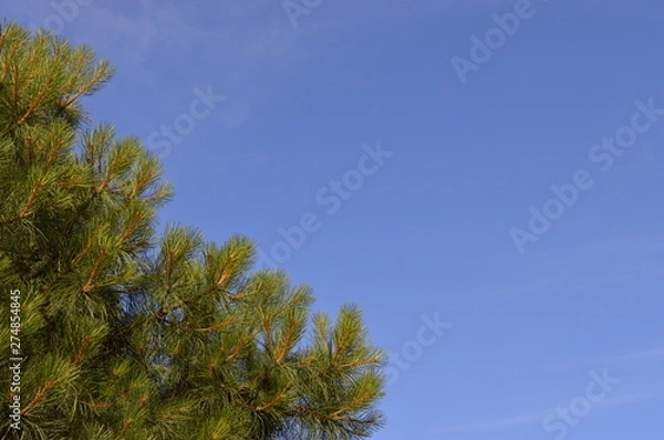 Obraz tree and blue sky