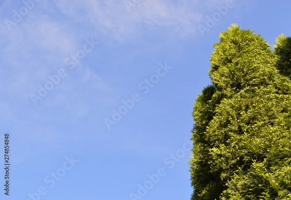 Fototapeta green tree and blue sky