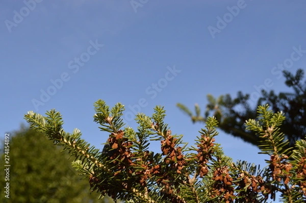 Fototapeta branch of a tree
