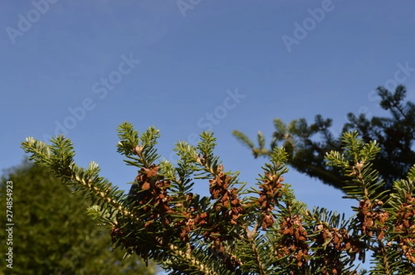 Fototapeta branches of a tree against blue sky