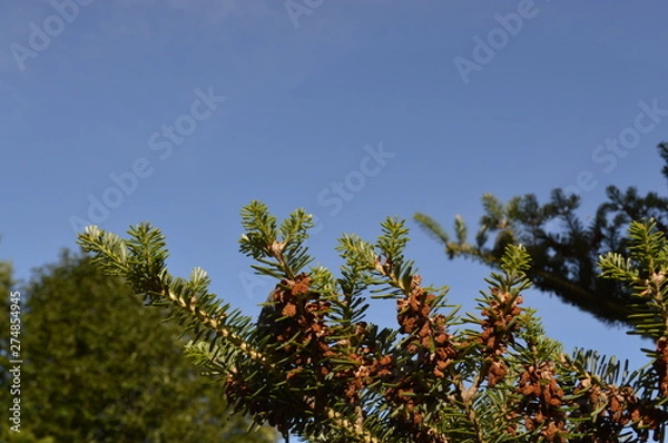 Obraz tree and blue sky