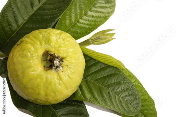 Obraz Guava fruit with leaves isolated white background