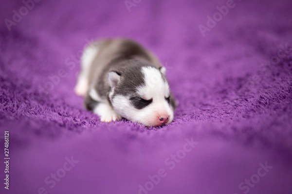 Fototapeta Husky puppy