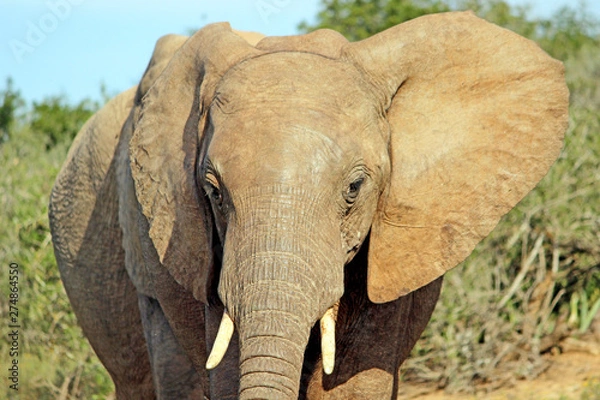 Fototapeta Young Elephant