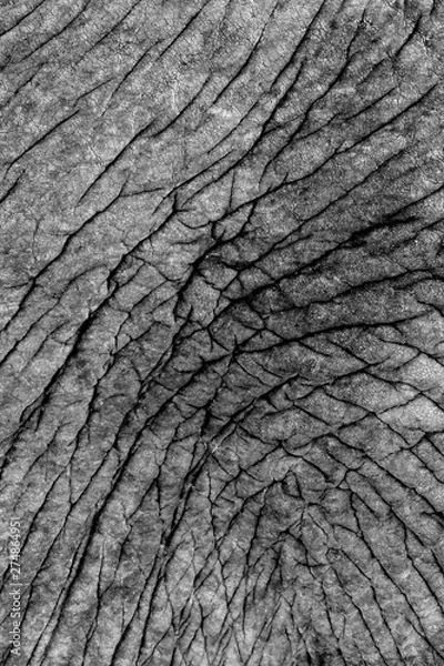 Fototapeta Elephant Skin