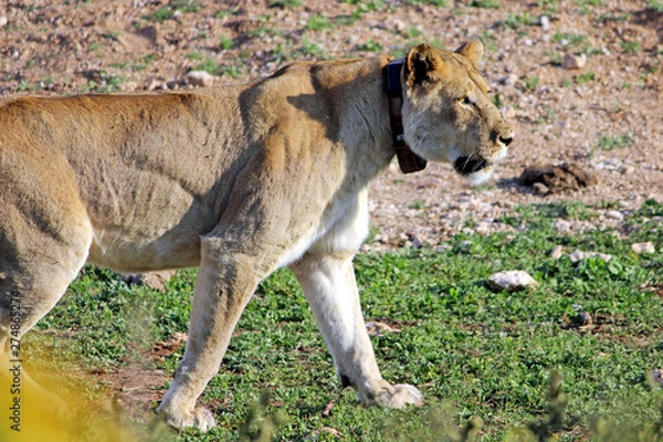 Fototapeta Perusing Lioness