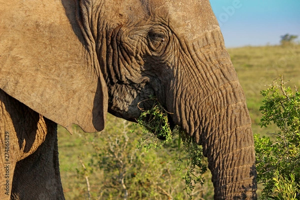 Fototapeta Elephant Eating