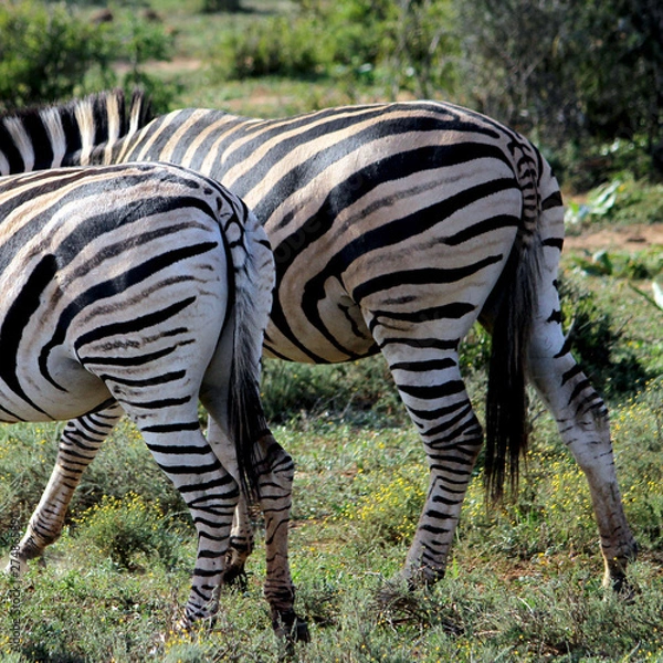 Fototapeta Zebra Butt