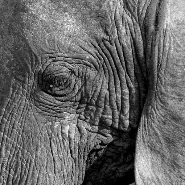 Fototapeta Elephant Eye