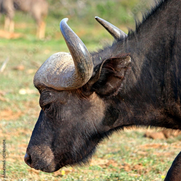 Fototapeta Water Buffalo