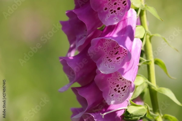 Obraz digitalis blossom