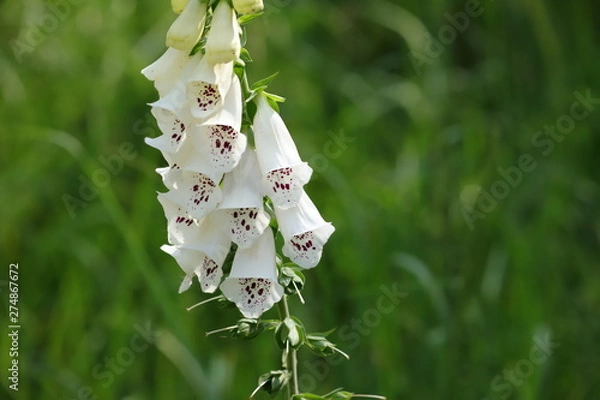 Obraz digitalis blossom