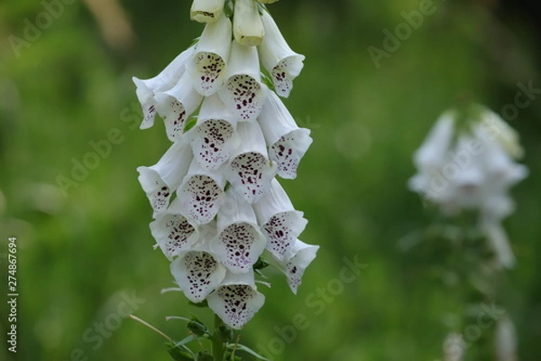 Fototapeta digitalis blossom