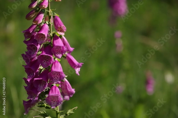 Obraz digitalis blossom