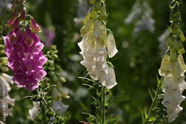 Obraz digitalis blossom