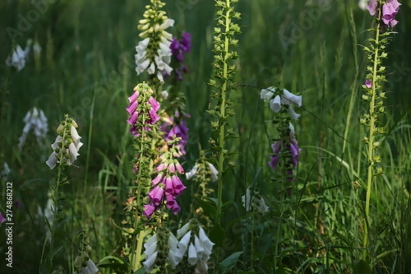 Obraz digitalis blossom