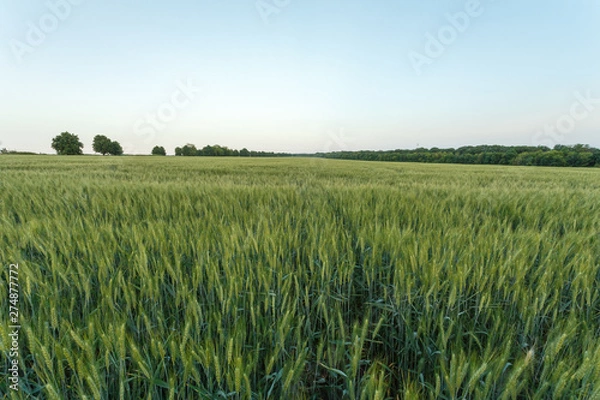 Fototapeta Green wheat field surrounded by the trees