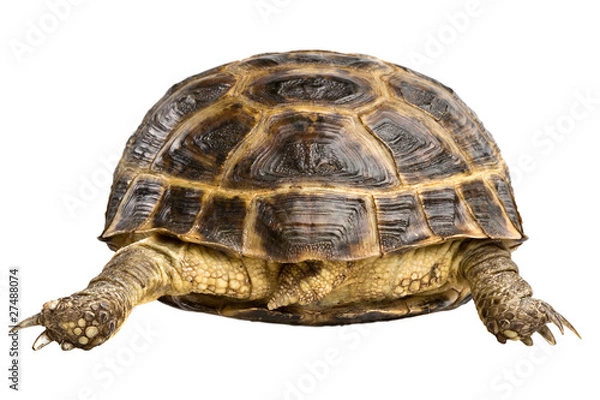 Obraz turtle back