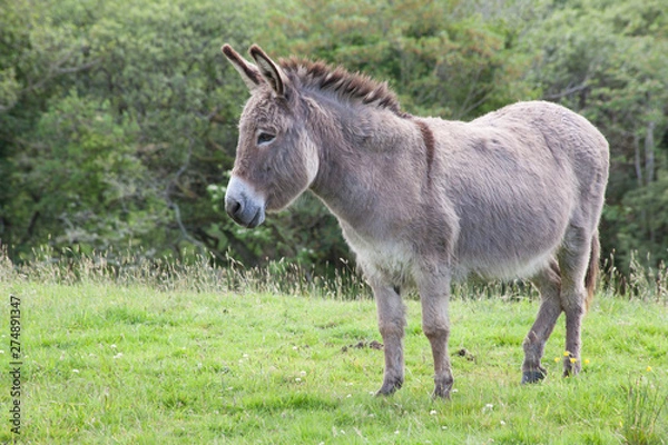 Fototapeta grey donkey