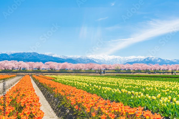 Obraz 日本の春　富山県 舟川べり チューリップと桜並木
