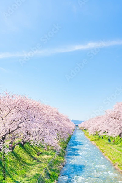 Obraz 日本の春　富山県 舟川べり 清流沿いの桜並木