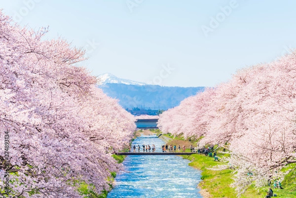 Obraz 日本の春　富山県 舟川べり 清流沿いの桜並木