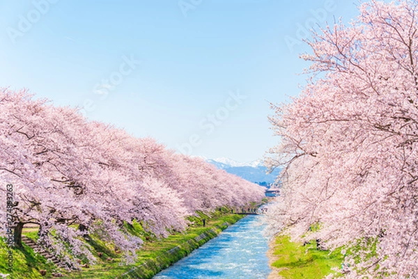 Obraz 日本の春　富山県 舟川べり 清流沿いの桜並木