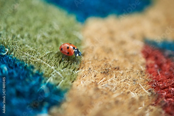 Fototapeta Bright red Ladybird (Coccinella magnifica) crawling across a colourful doormat.