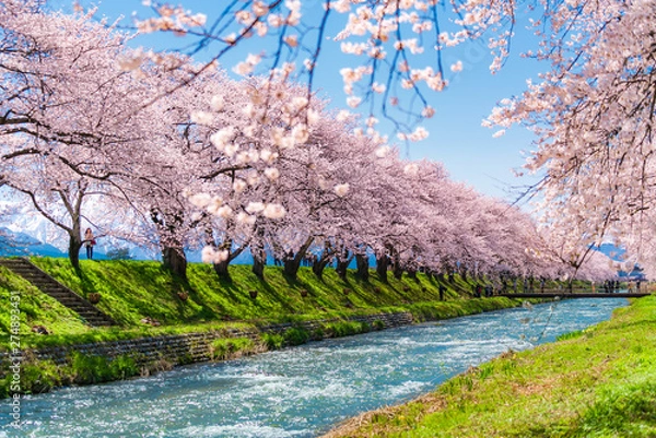 Obraz 日本の春　富山県 舟川べり 清流沿いの桜並木