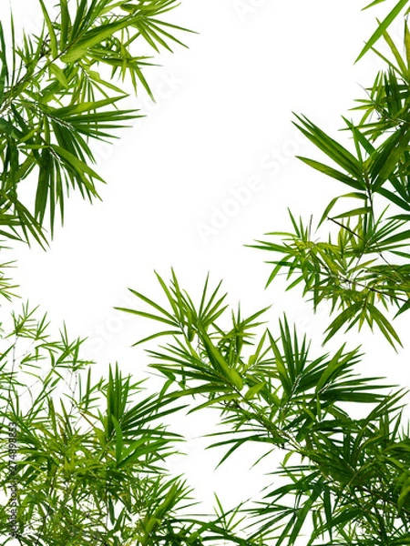 Obraz bamboo leaves and branch isolated on white background
