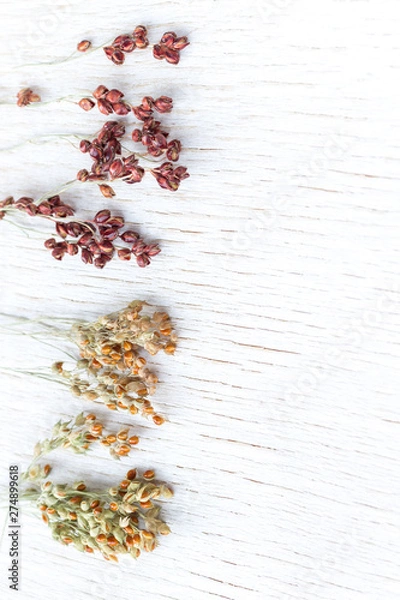 Obraz Sprigs of red and yellow millet. White background.