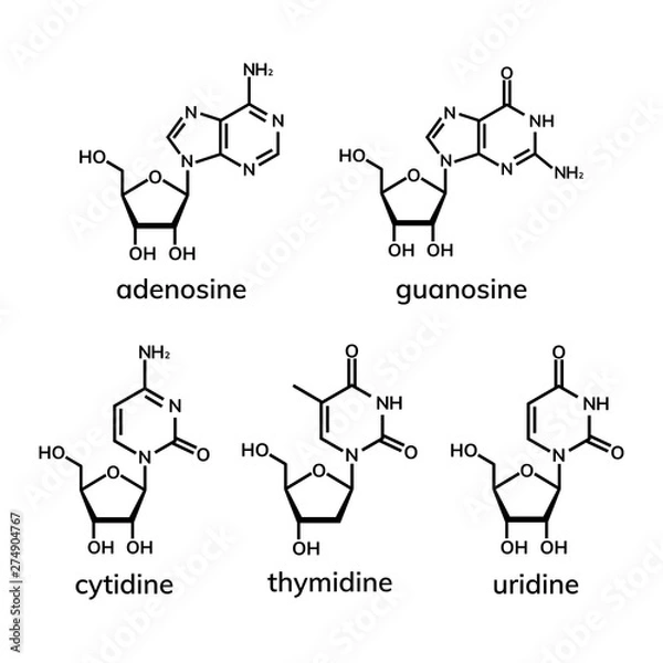 Obraz Pyrimidine and  purine nucleosides on white
